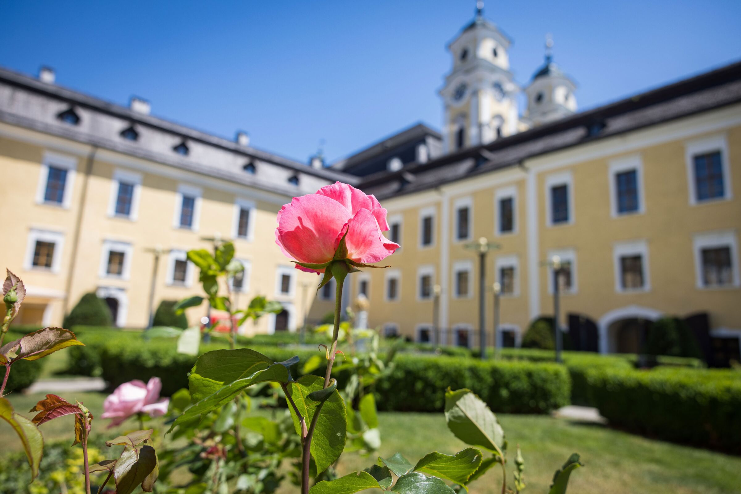 Detailaufnahme einer blühenden Blume im historischen Schlossgarten des Schlosshotels Mondsee