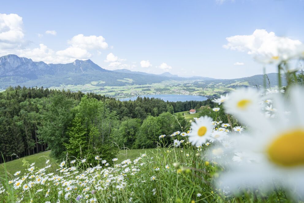 Romantische Plätze und Orte für einen Hochzeitsantrag in Österreich