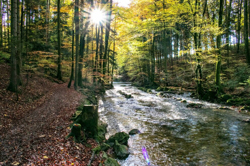 Ein kleiner Bach mitten im Wald im wundervollen Salzkammergut ist ein romantischer Platz für einen wundervollen Heiratsantrag im Wald